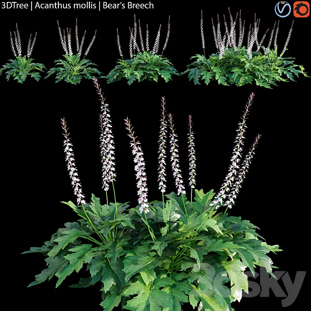 Acanthus mollis | Bear’s breech 3D Model Acanthus mollis | Bear’s breech 3D Model