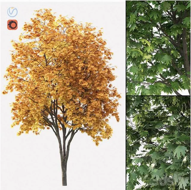 Acer 003 3D Model Acer 003 3D Model