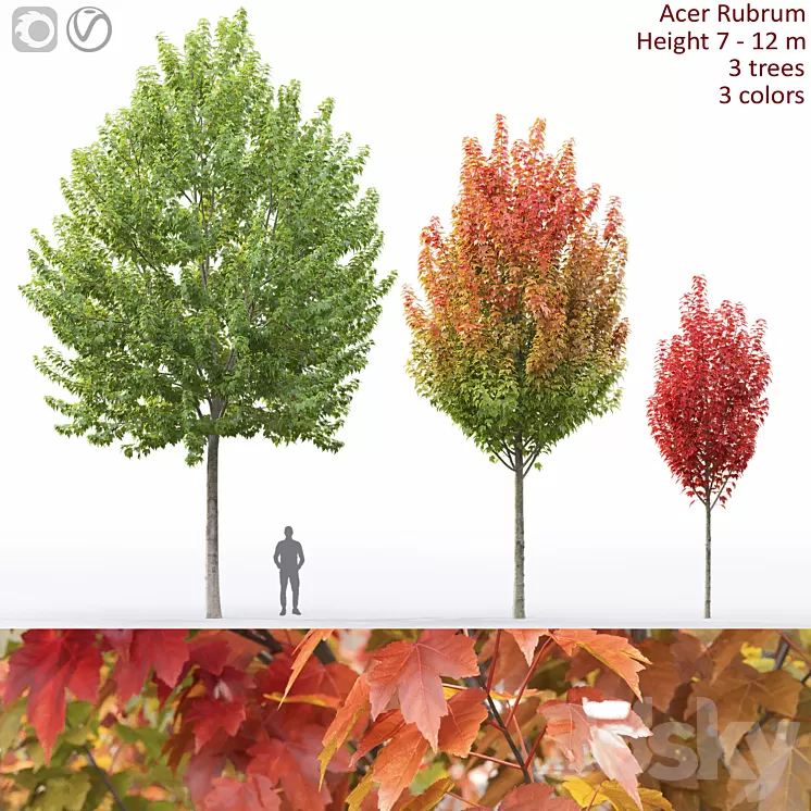 Acer 3D Model Free Download