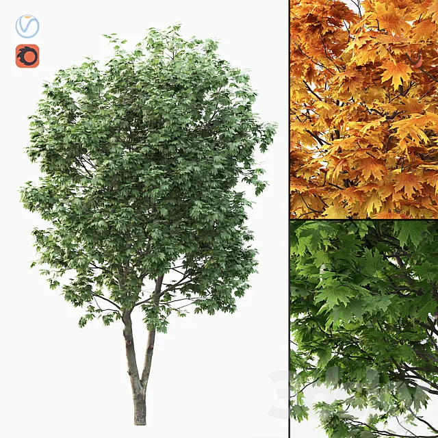 Acer 3D Model Acer 3D Model