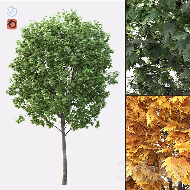 Acer 3D Model Acer 3D Model