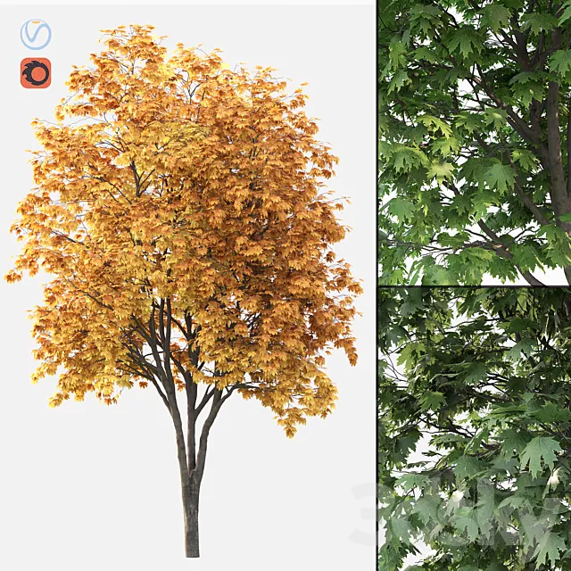 Acer 3D Model Acer 3D Model