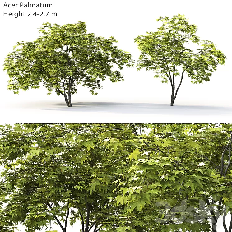 Acer 3D Model