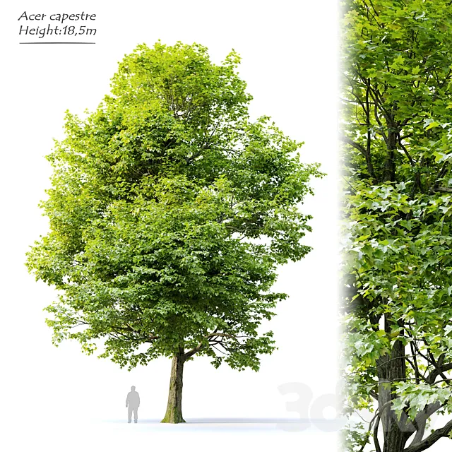 Acer campestre 3D Model