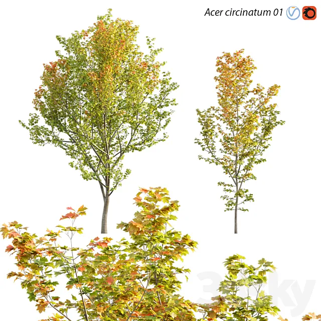 Acer circinatum | Vine Maple 01 3DModel