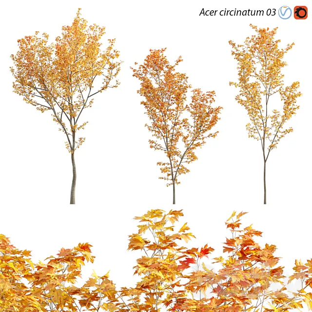 Acer circinatum – Vine Maple 03 3DModel