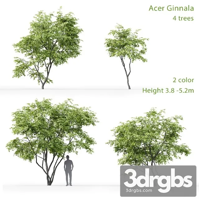 Acer Ginnala 3 3D Model Download Acer Ginnala 3 3D Model Download