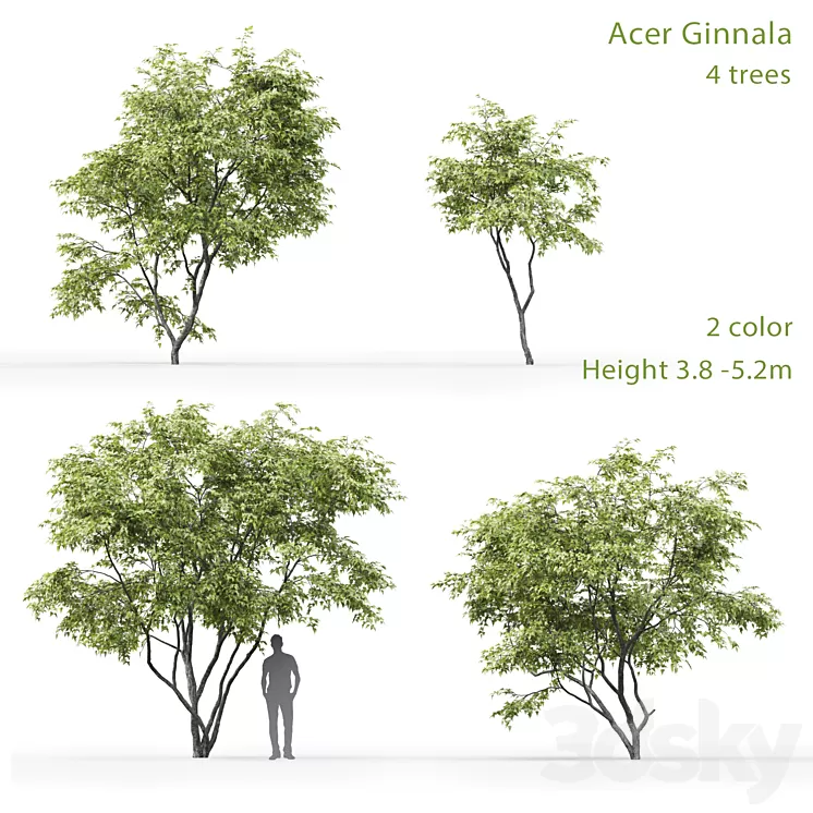Acer Ginnala 3D Model