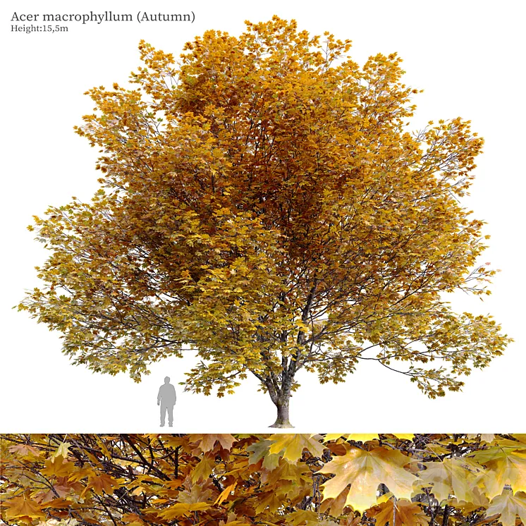 Acer macrophyllum (autumn) 3D Model Free Download