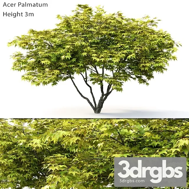 Acer Palmatum 2 3D Model Download Acer Palmatum 2 3D Model Download