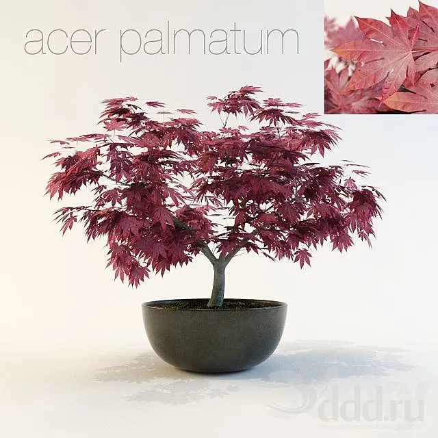Acer palmatum 3D Model Acer palmatum 3D Model