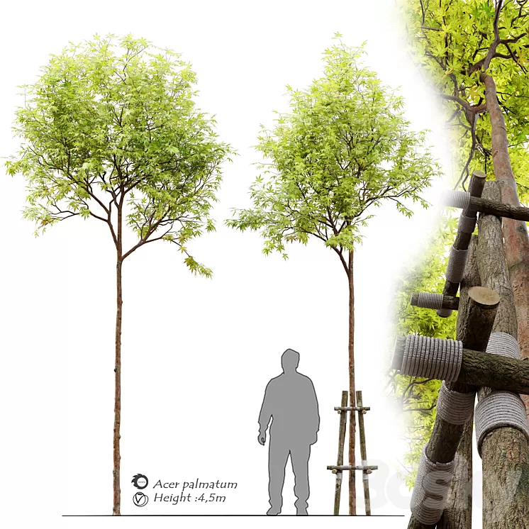 Acer palmatum 3D Model Acer palmatum 3D Model