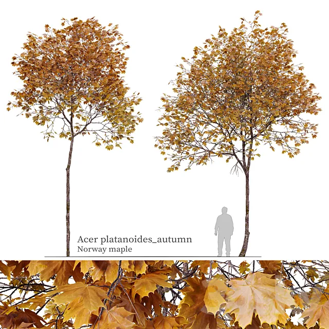 Acer platanoides (autumn) 3D Model