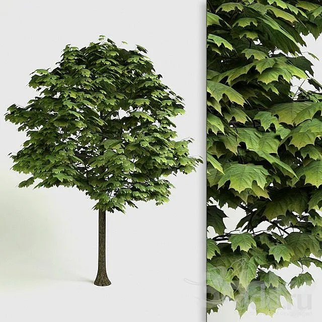 Acer Platanoides – detailed 3D Tree 3D Model Acer Platanoides – detailed 3D Tree 3D Model