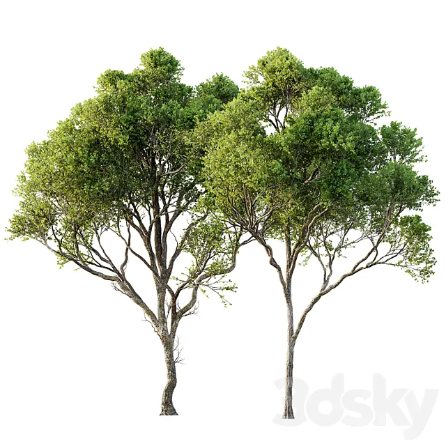 Acer Pseudoplatanus 04-spring trees 3D Model Acer Pseudoplatanus 04-spring trees 3D Model