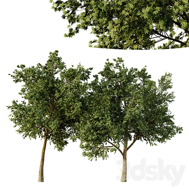 Acer pseudoplatanus Tree01 3D Model Acer pseudoplatanus Tree01 3D Model