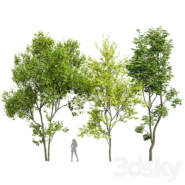Acer Saccharinum and Hazel leaves 3D Model