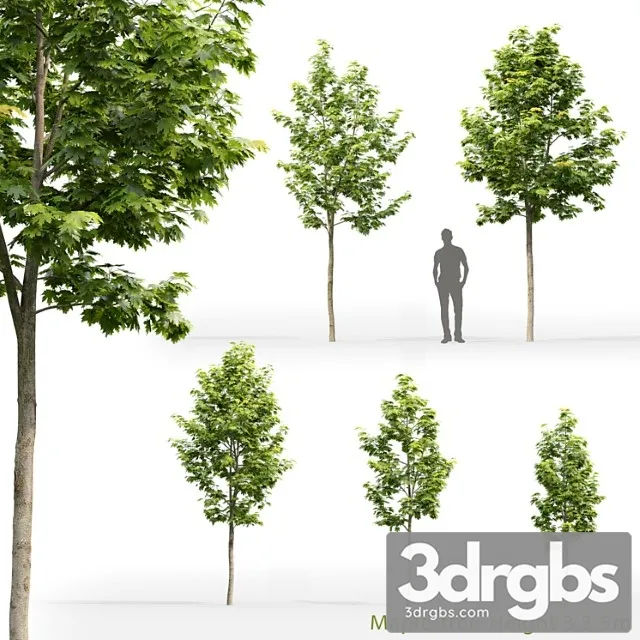Acer Tree 11 3D Model Download Acer Tree 11 3D Model Download