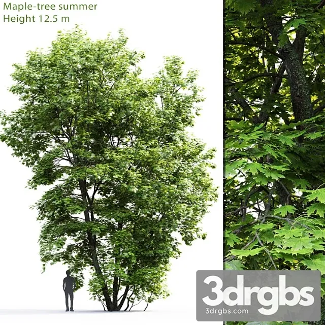 Acer Tree 9 3D Model Download Acer Tree 9 3D Model Download