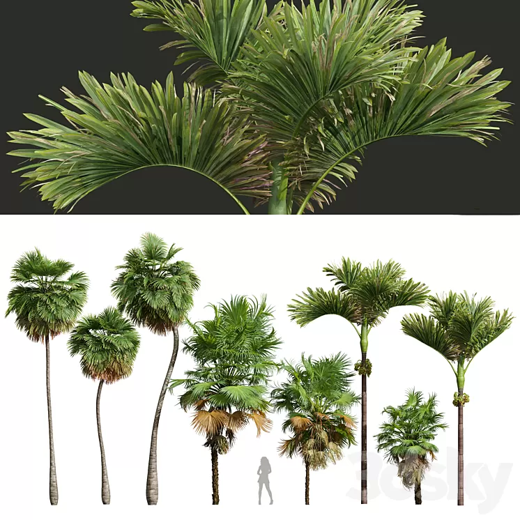 Acoelorrhaphe Wrightii and Borassus Flabellifer and Areca Catechu Decorative Garden Fruit 3D Model Free Download