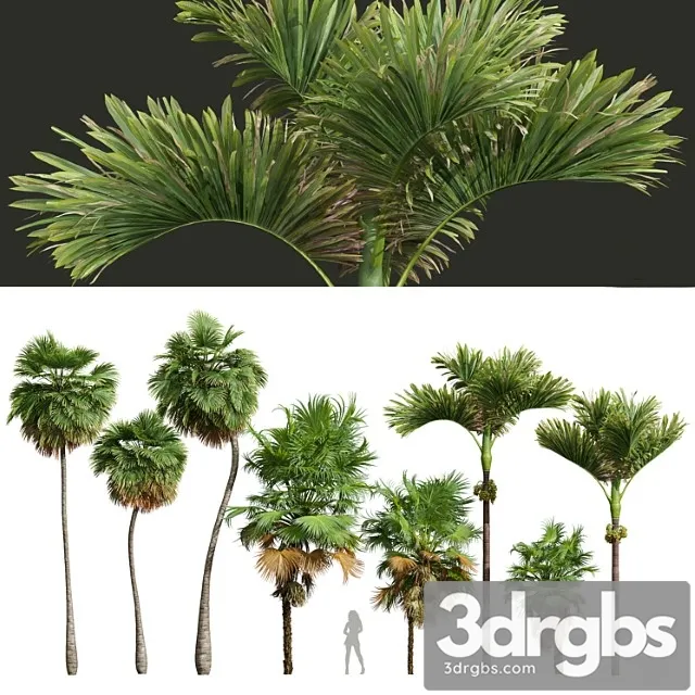 Acoelorrhaphe wrightii and borassus flabellifer and areca catechu decorative garden fruit