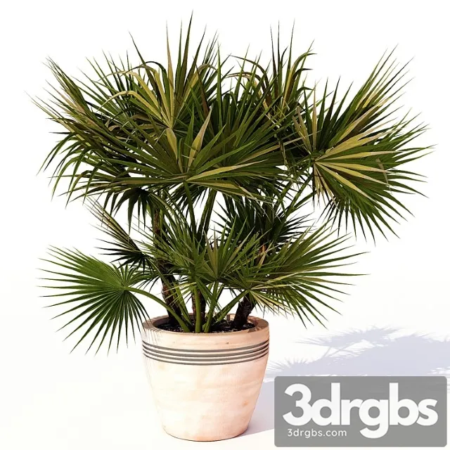 Acoelorrhaphe Wrightii