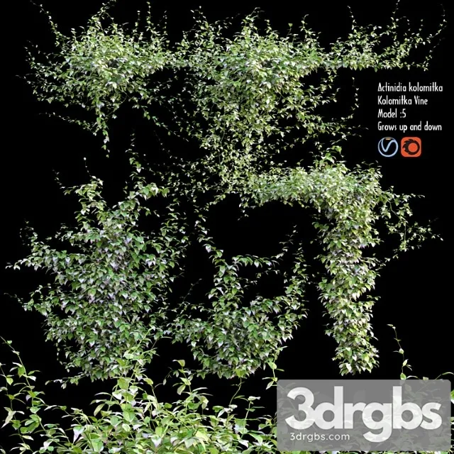 Actinidia Kolomitka Kolomitka Vine 1 3D Model Download Actinidia Kolomitka Kolomitka Vine 1 3D Model Download