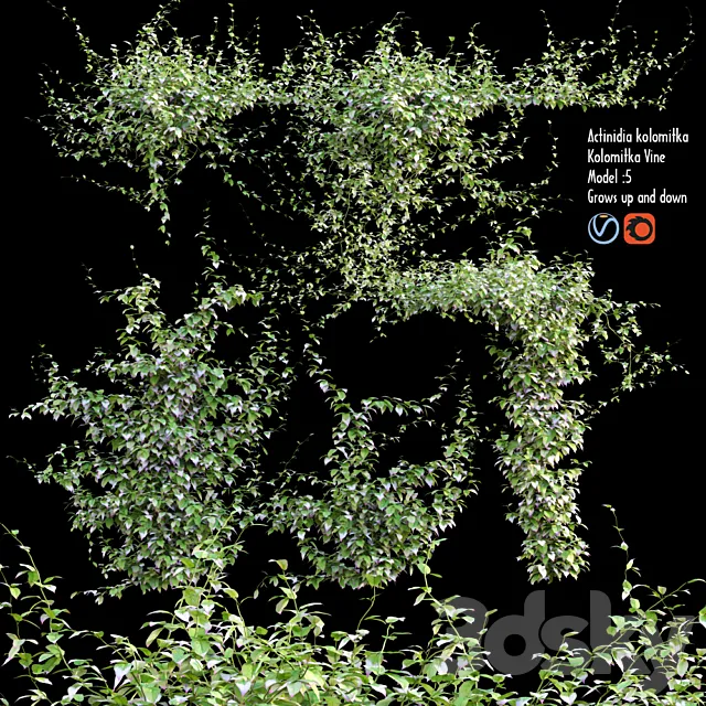 Actinidia kolomitka | Kolomitka Vine # 1 3D Model Actinidia kolomitka | Kolomitka Vine # 1 3D Model