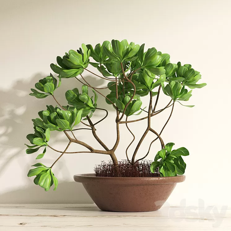 Adenium 3D Model Adenium 3D Model