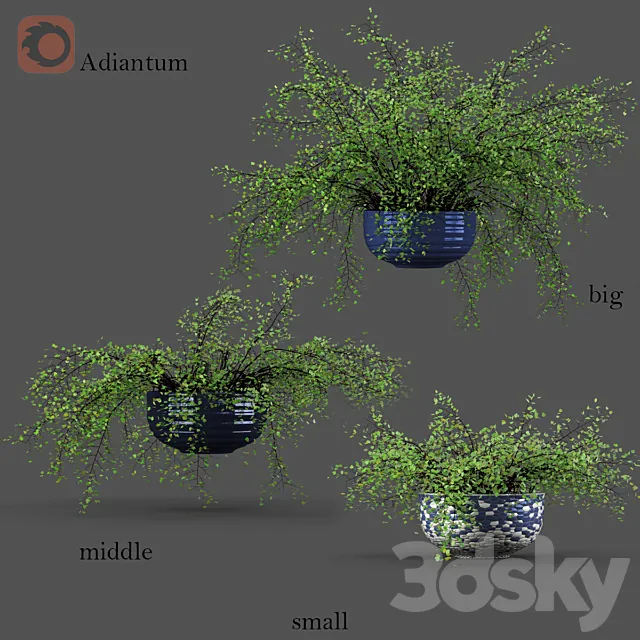 Adiantum or Venus Hair 3DModel