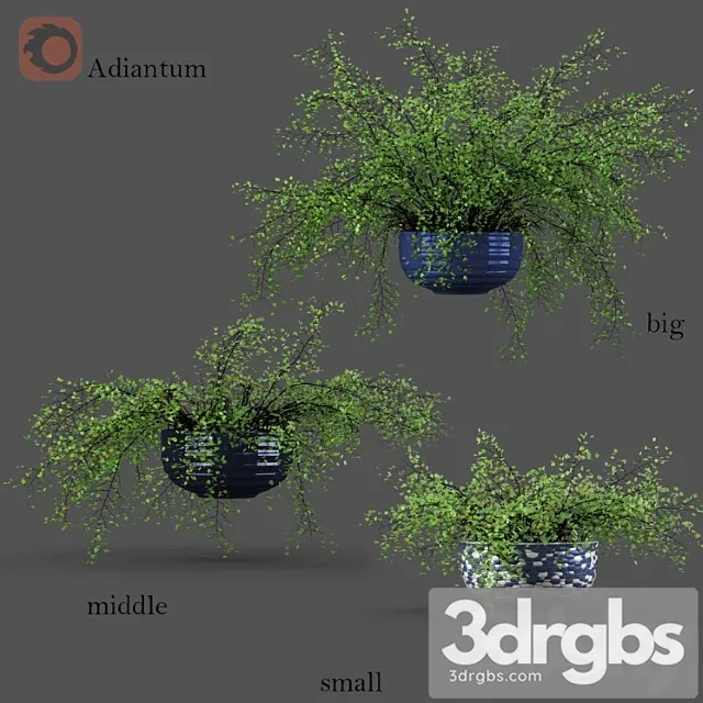 Adiantum or venus hair