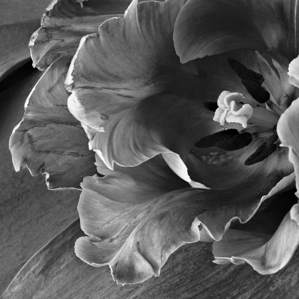 Affreschi & Affreschi  – Wallpaper AY-68 3D Model