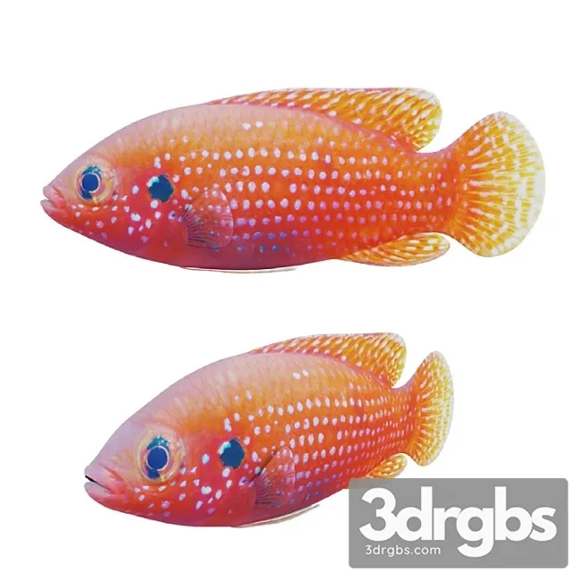 African Jewel Fish 3D Model Download