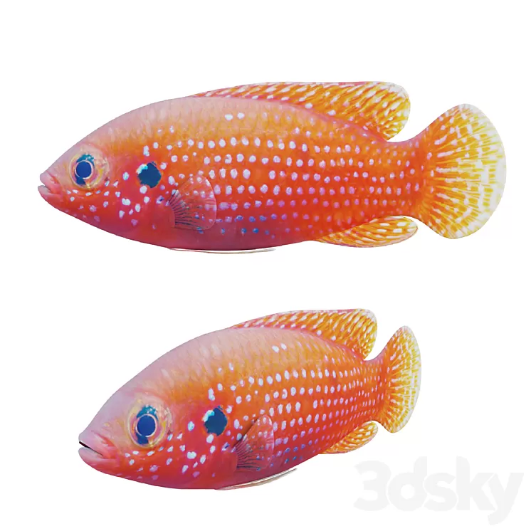 African jewel fish 3D Model Free Download
