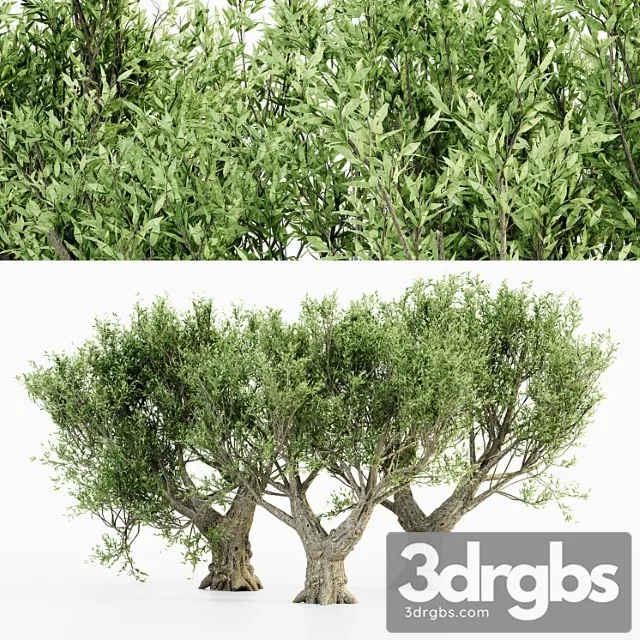 African Olive Tree 1 3D Model Download African Olive Tree 1 3D Model Download