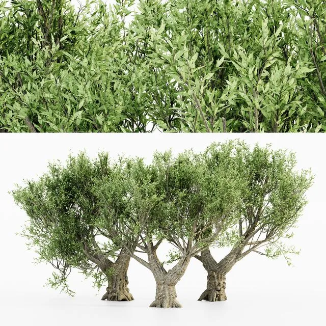 African Olive tree 3D Model