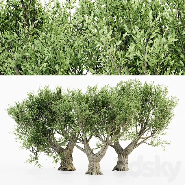 African Olive tree 3D Model