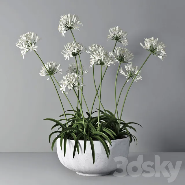 Agapanthus 02 3DModel Agapanthus 02 3DModel
