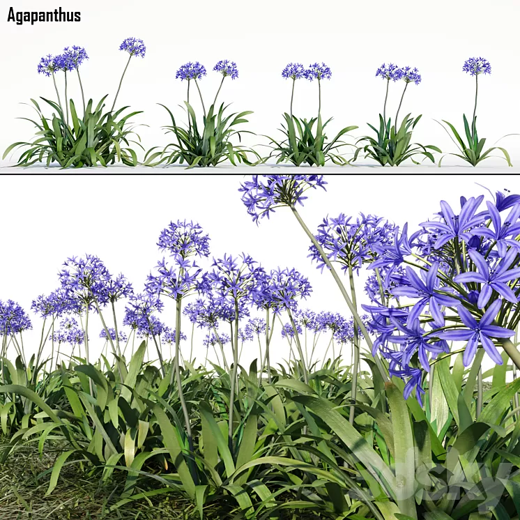 Agapanthus 3D Model