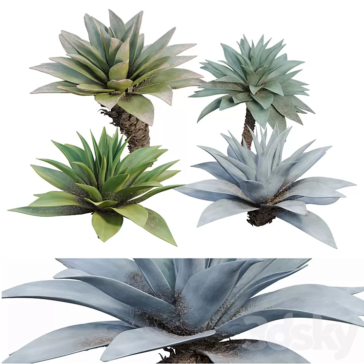 Agave 03 3D Model Free Download