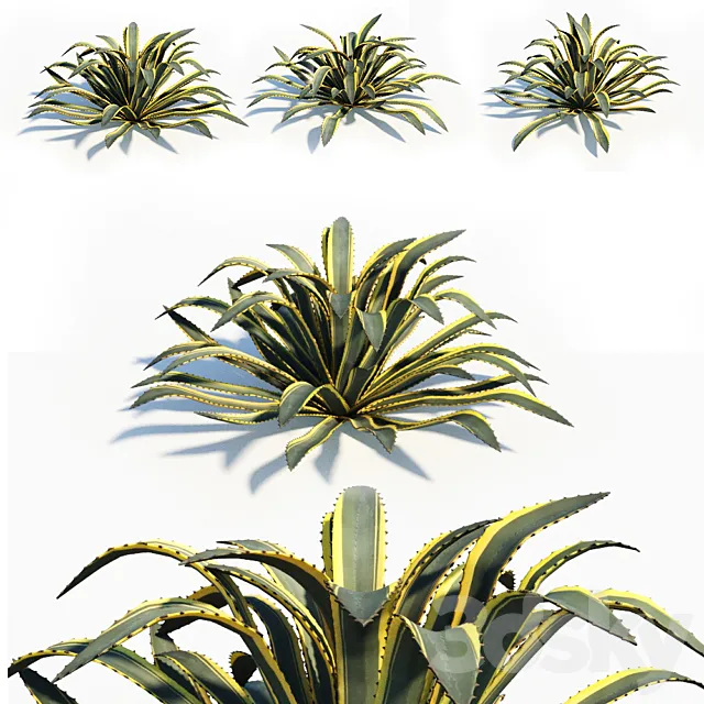 Agave americana 3D Model Agave americana 3D Model