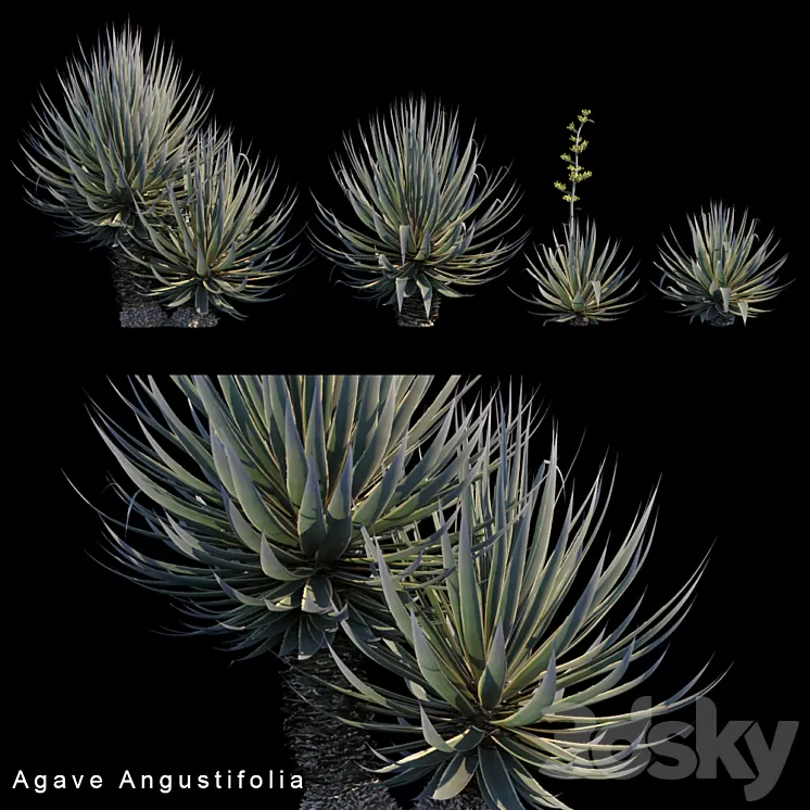 Agave Angustifolia 3D Model Agave Angustifolia 3D Model