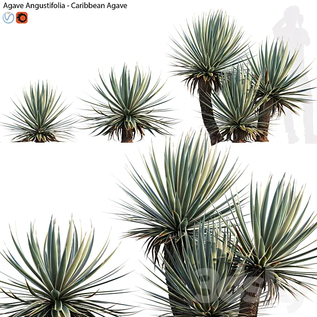 Agave Angustifolia – Caribbean Agave – 01 3D Model