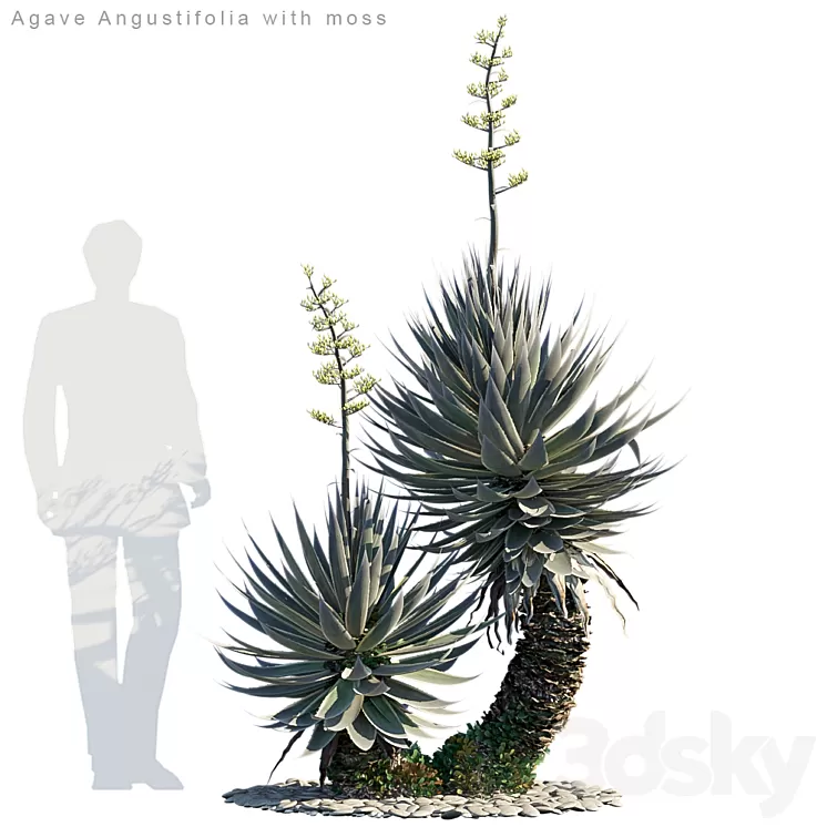 Agave Angustifolia with moss 3D Model