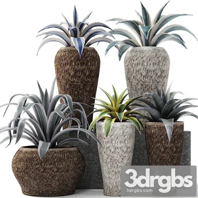 Agave Collection Agava Kust Gorshok Tsvetok Ulichnyi Vazon Rasteniia Pustyni Landshaftnii Dizain 3D Model Download