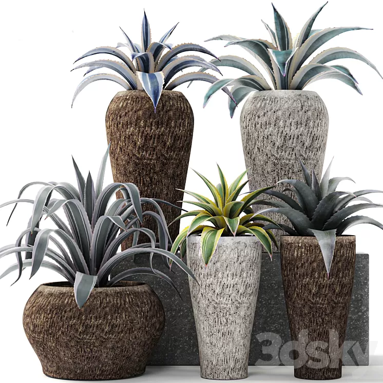 Agave collection agave bush pot flower outdoor flowerpot desert plants landscape design 3D Model