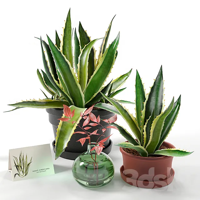 Agave set 01 3D Model Agave set 01 3D Model