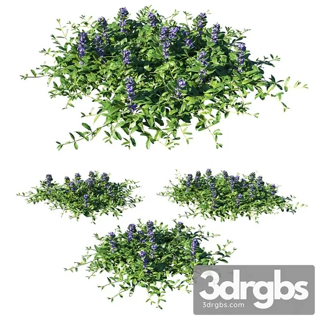 Ajuga Reptans Grass 3D Model Download Ajuga Reptans Grass 3D Model Download