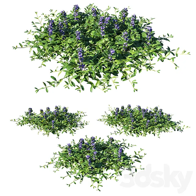 Ajuga reptans grass 3D Model