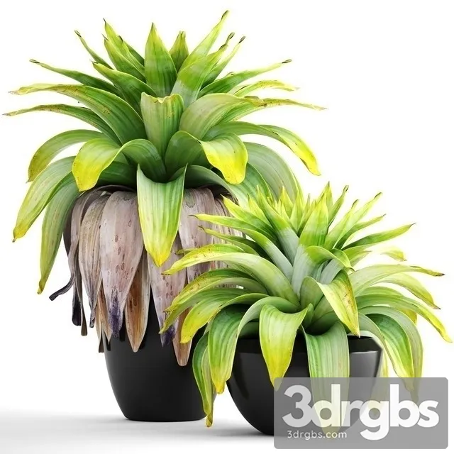 Alcantarea Plant 3D Model Download